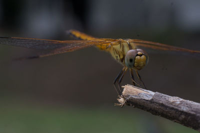Close-up of dragonfly on twig