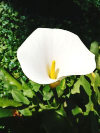 Close-up of white flower blooming outdoors