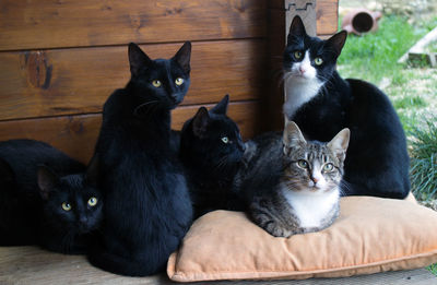Close-up of five cats looking at camera