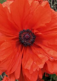 Close-up of hibiscus blooming outdoors