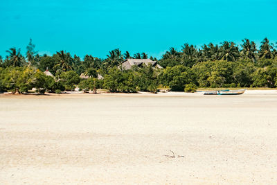 View of mangrove trees growing on the beach at mida creek in watamu during low tide, malindi, kenya