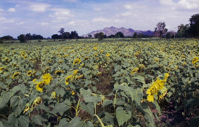 Scenic view of sunflower field against cloudy sky