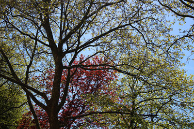 Low angle view of trees against sky