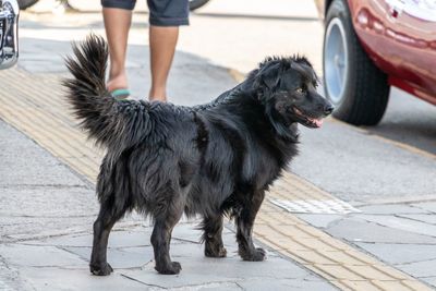 Low section of person with dog on footpath in city