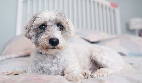 Close-up portrait of dog relaxing at home