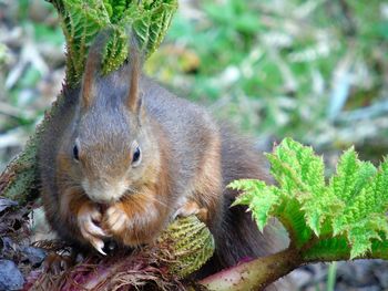 Close-up of squirrel on tree