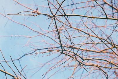 Low angle view of bare trees against sky