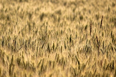 Close-up of stalks in field