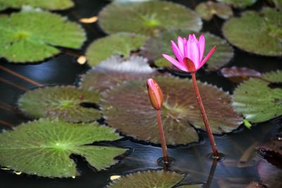 Close-up of lotus water lily in pond