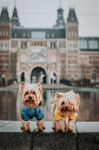 Portrait of dogs in the city 