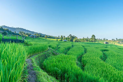 Scenic view of agricultural field against clear sky