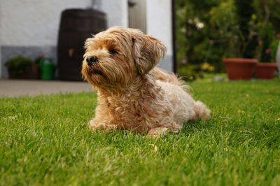 Dog on grass