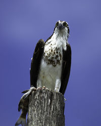 Osprey lunchtime 