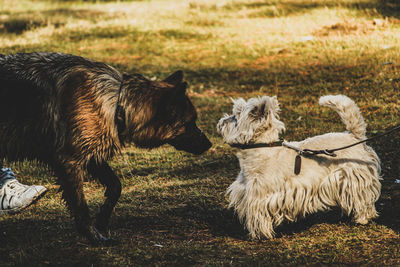 View of dogs on field