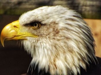 Close-up of a bird