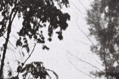 Reflection of trees on snow covered plants