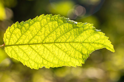 Close-up view of a green leaf with sunlight. green leaf macro. leaf texture, background texture. 