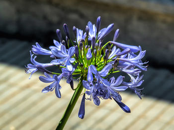 Close-up of purple flowering plant