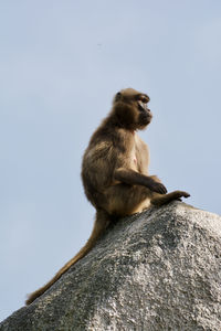 Low angle view of monkey sitting on rock