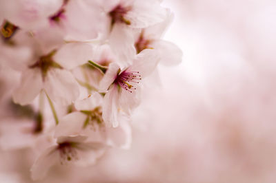 Close-up of flowers