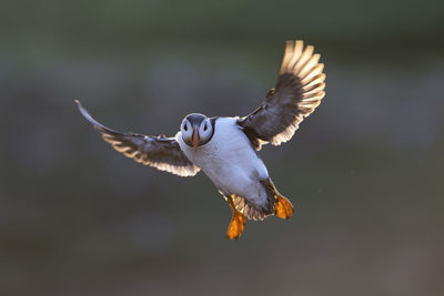 Full length of puffin flying outdoors