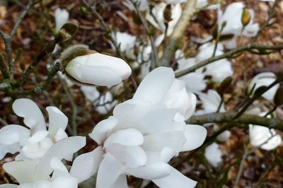 Close-up of white flowers