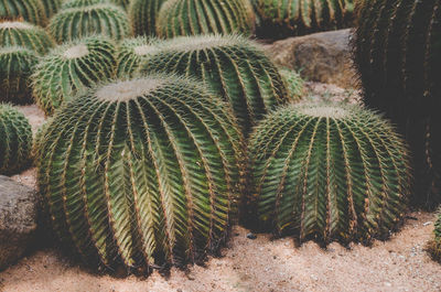 Close-up of cactus growing on field
