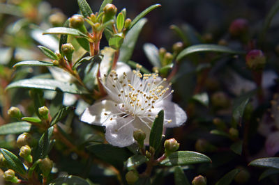 Close-up of white flowering plant