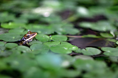 Close-up of frog on leaf