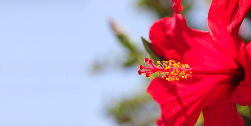 Close-up of red flowering plant