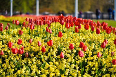 Close-up of red tulips in bloom