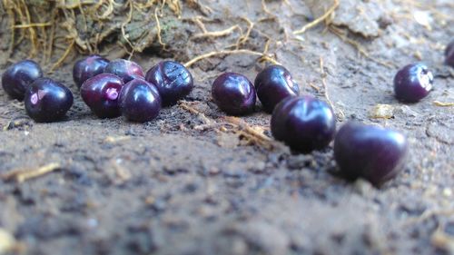 Close-up of eggs