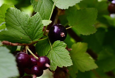 Close-up of green leaves