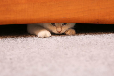 Close-up portrait of a cat hiding