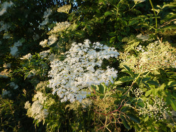 Close-up of white flowering plant