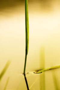 Close-up of plant growing in lake