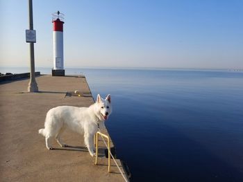 White swiss shepherd