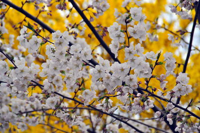 Close-up of cherry blossoms in spring