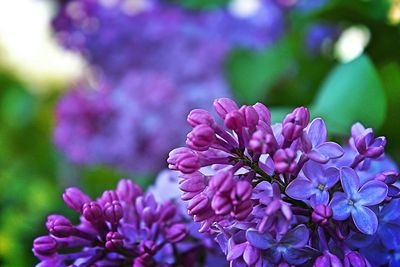 Close-up of pink flowers