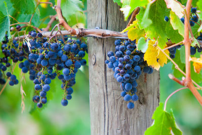 Grapes growing in vineyard