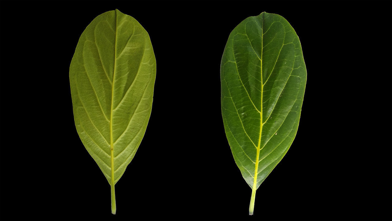 CLOSE-UP OF GREEN LEAVES ON BLACK BACKGROUND