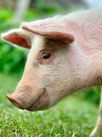 Close-up of a pig in a field