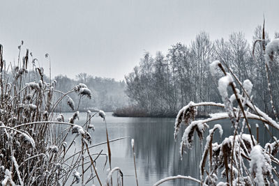 View of birds in lake against sky