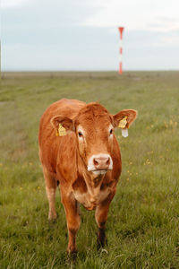 Portrait of cow on field