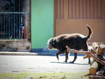 Dog standing on footpath