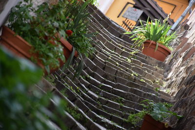 Plants growing in front of building