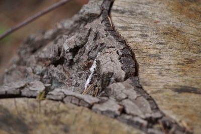 Close-up of tree trunk