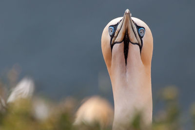 Close-up of man holding fish against sky