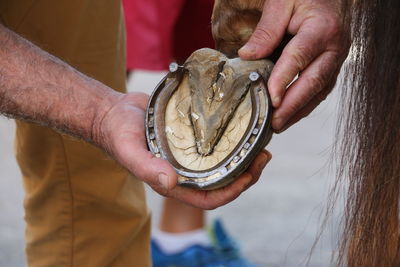 Cropped image of person touching horseshoe on hoof