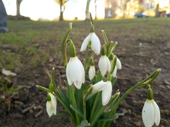 Close-up of white flowers